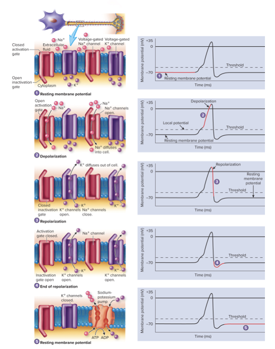 <ul><li><p>Required for generation of action potentials</p></li><li><p>Comes in phases</p></li></ul><p></p>