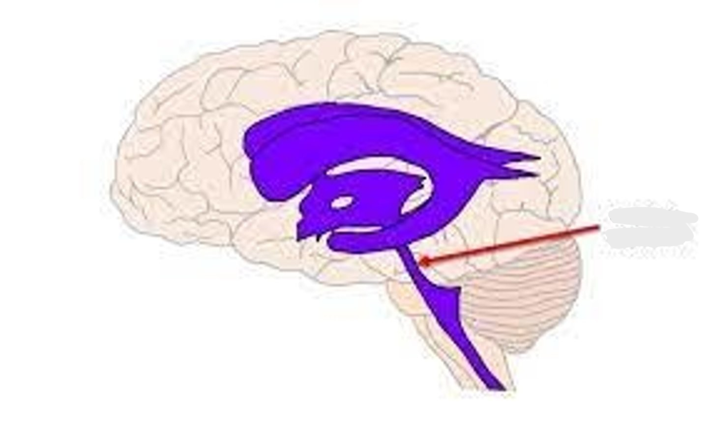 <p>Passageway. Looking at posterior side</p>