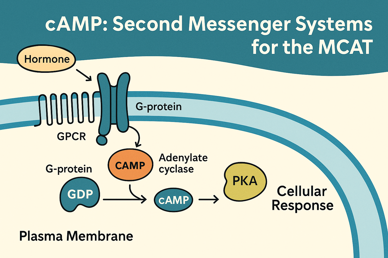 <p>An intracellular signalling molecule that relays the signal from receptor to effector.</p>