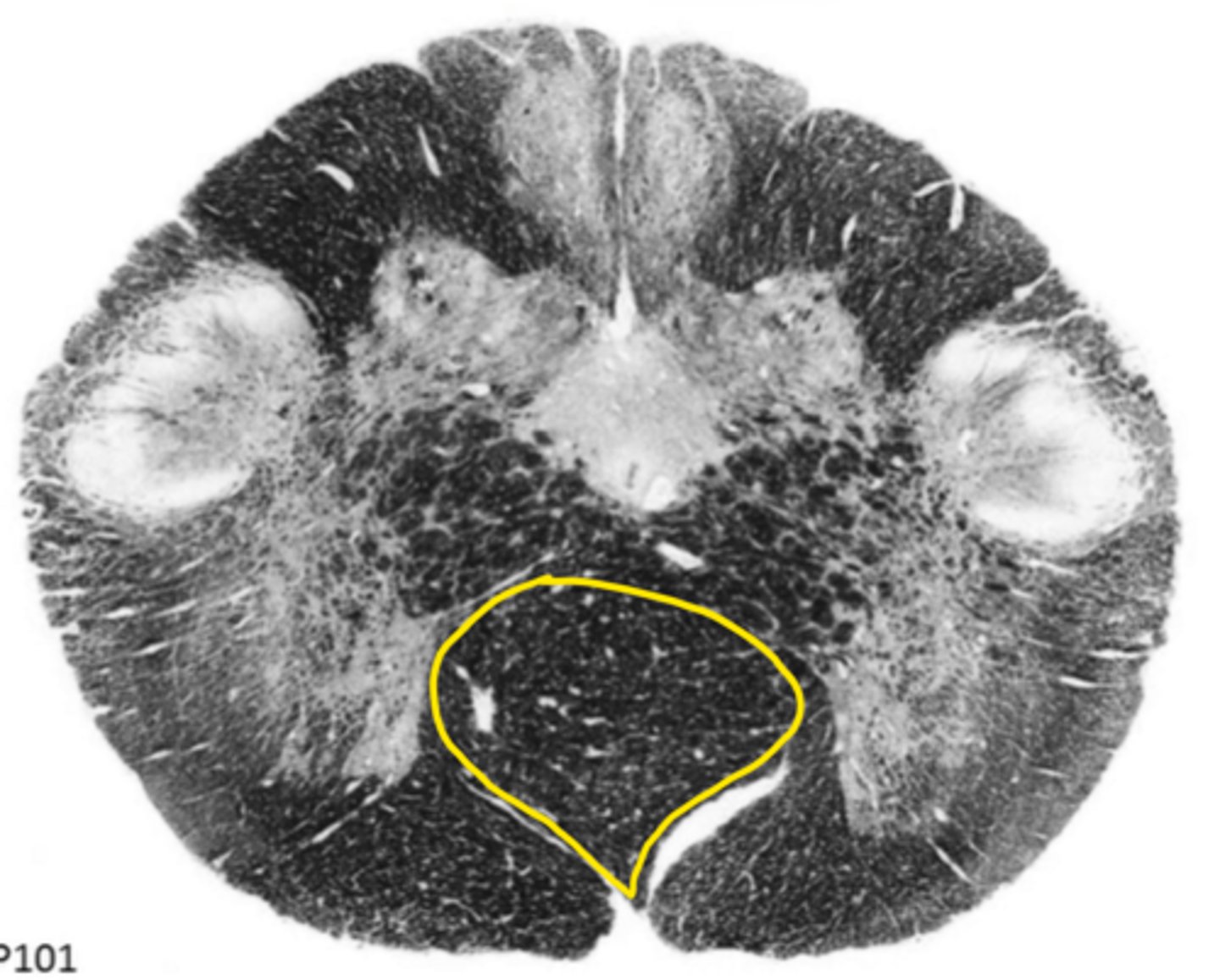 <p>ID the structure</p>