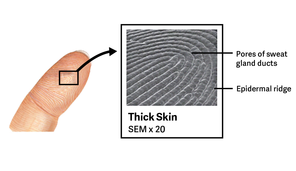 <p>Projections formed by dermal papillae that create unique patterns, commonly known as fingerprints.</p>