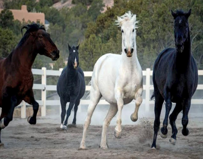 <p>Horse </p>