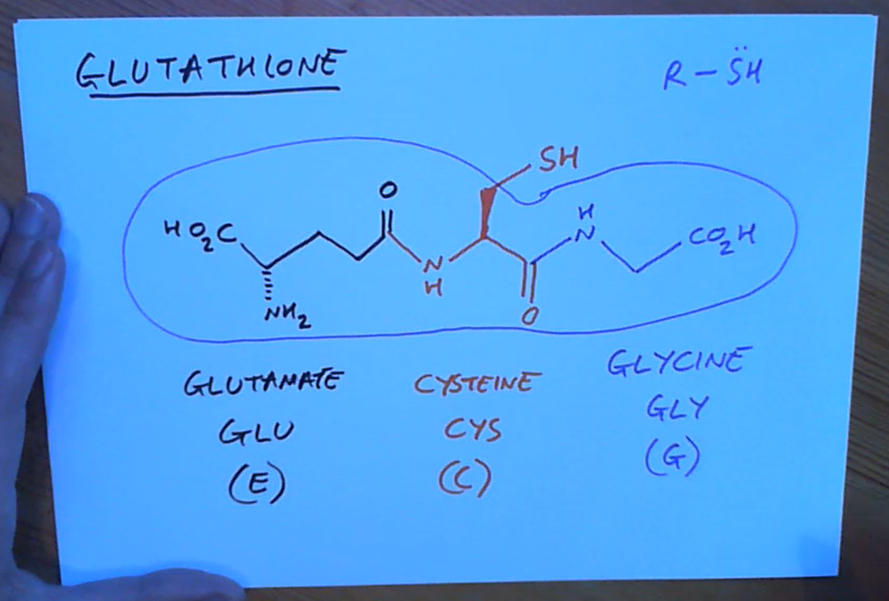 <p>To detoxify compounds in our body as it sacrifices itself reacting with them as a R-SH protecting our enzymes , etc. SH is a very good nulceophile</p>
