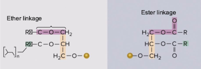<ul><li><p>Eukaryotes: Ester linkage</p></li><li><p>Archaea: Ether linkage</p></li></ul><p></p>