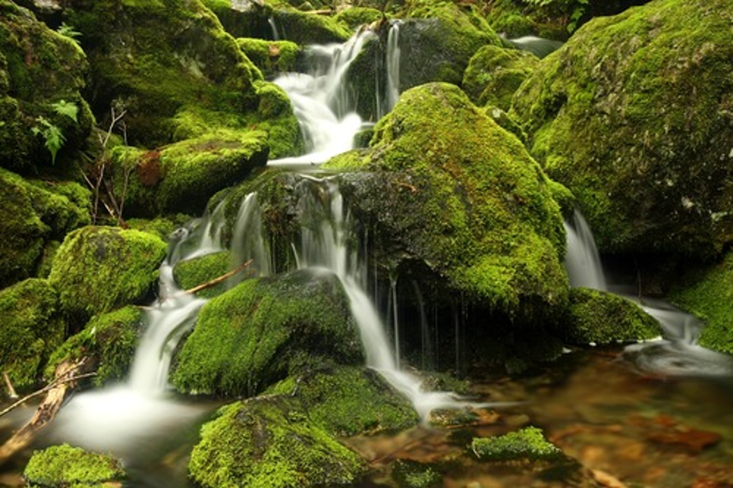 <p>➷ Bryophytes - moss, liverwort, hornwort</p><p>- cuticle provides covering to prevent moisture evaporation</p><p>➷ "Bryan really loves water and likes to manicure cuticles"</p>