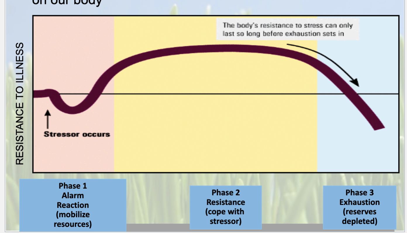 <p>&nbsp;</p><ol type="a"><li><p><span><strong><span>Alarm Reaction: </span></strong><span>mobilize resources (epinephrine, and norepinephrine)</span></span></p></li><li><p><span><strong><span>Resistance period: </span></strong><span>cope with stressor (arousal remains high)</span></span></p></li><li><p><span><strong><span>Exhaustion: </span></strong><span>reserves depleted</span></span></p></li></ol><p></p>