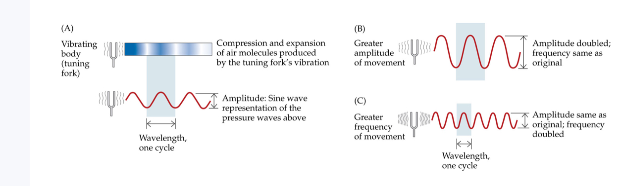 <p><span>(A) Sound waves are described by the frequency and amplitude of pressure fluctuations. Changes in amplitude (B) and frequency (C) are shown for sine waves, the simplest kind of sound wave</span></p>