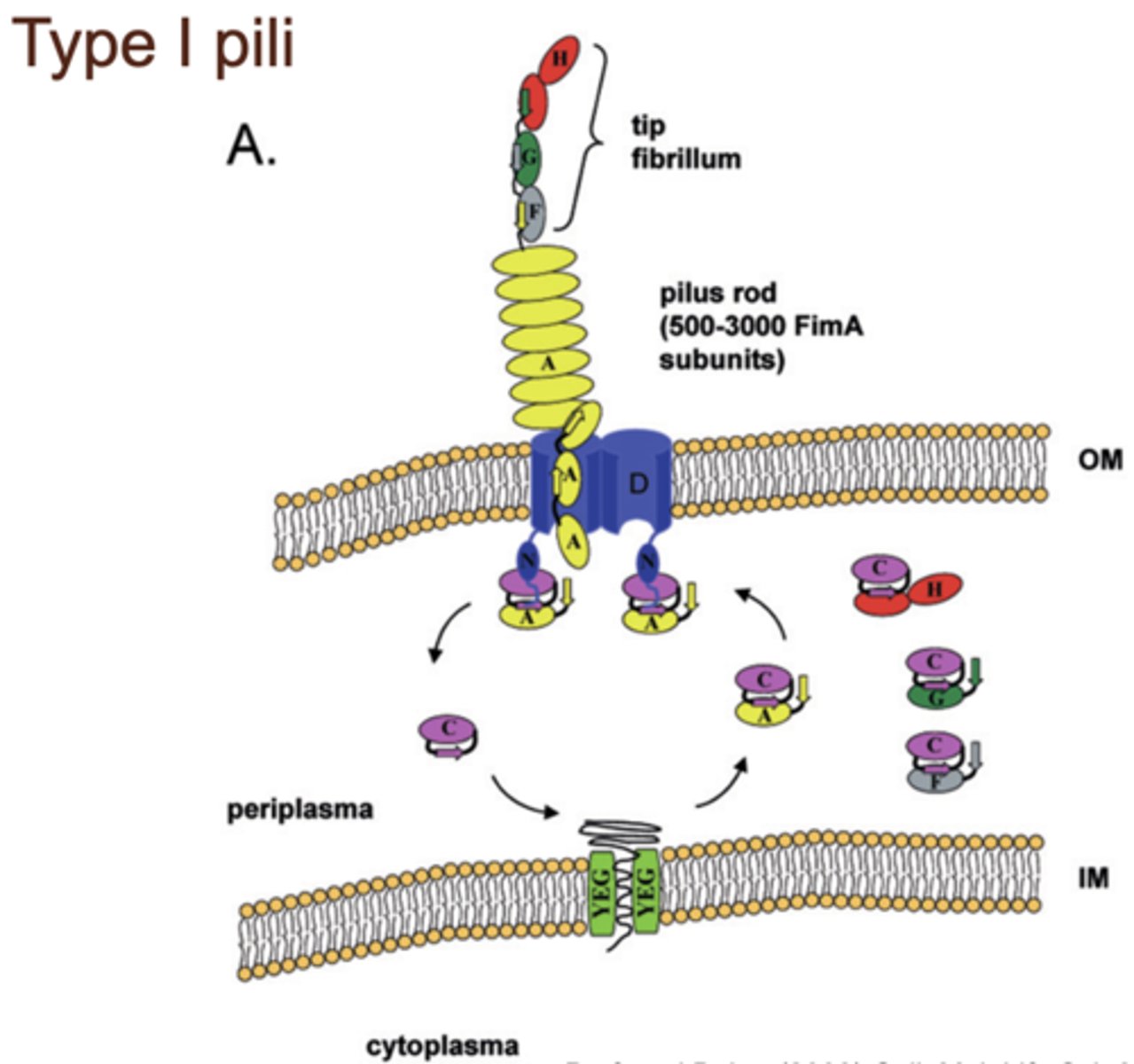 <p>type I</p>