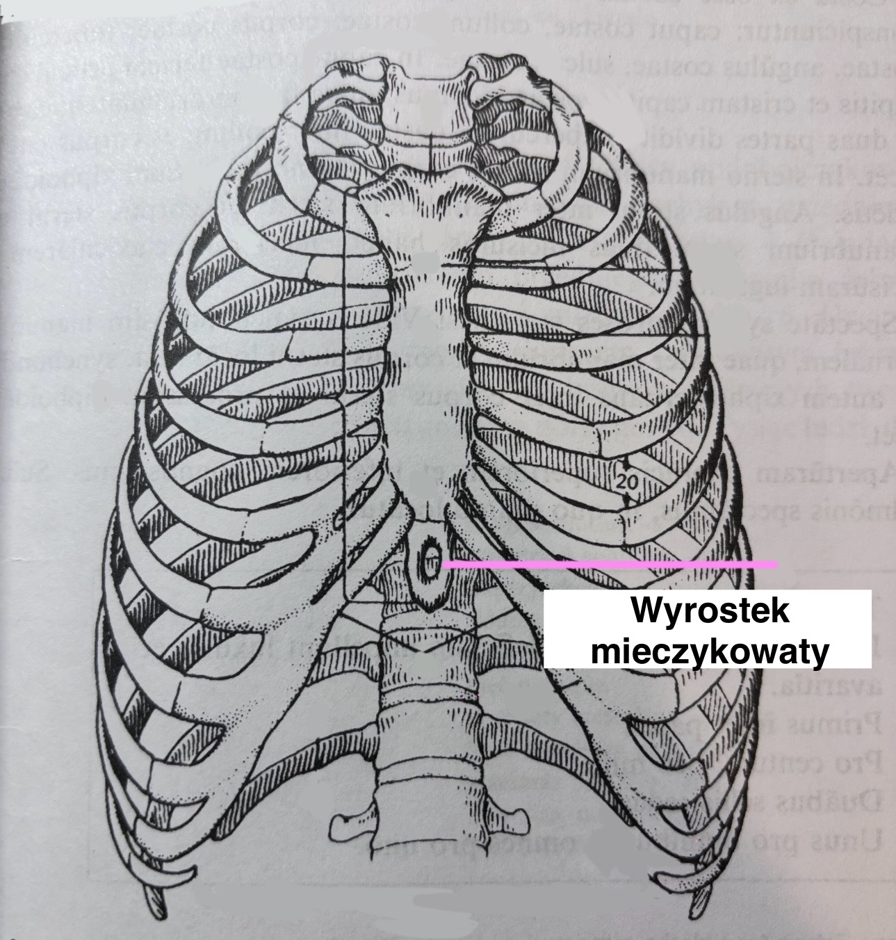 <p>Wyrostek mieczykowaty</p>