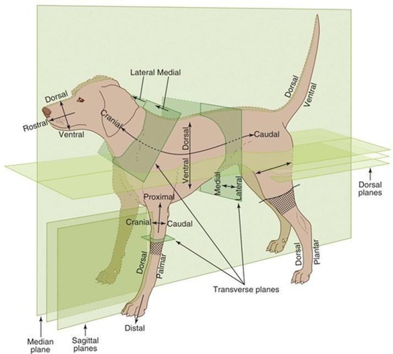 <p>Deals with structures seen only under the microscope.</p>