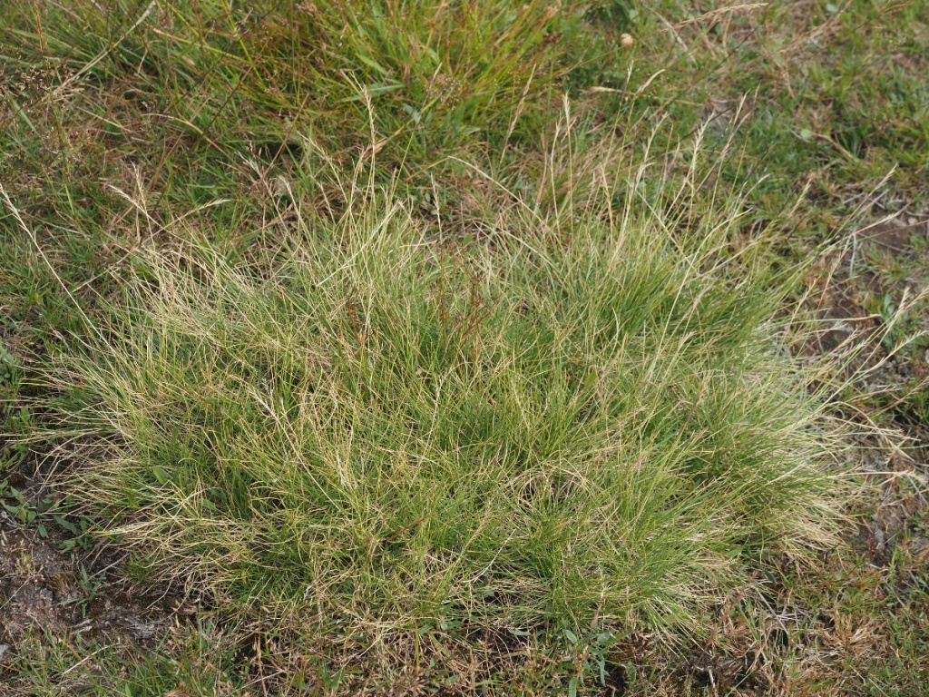 <p>Matt grass</p>
