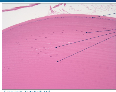 <p>What structure is this and what can we identify</p>