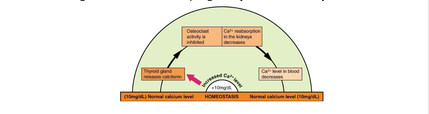 <p>Secreted by <strong>thyroid </strong>( parafollicular (C) cells) <strong>gland </strong>when blood <strong>Ca2+ is high (hypercalcemia)</strong></p><p>Inhibits osteoclasts (directly) → lowers blood Ca2+</p><p>More significant in children/pregnancy than in healthy adults&nbsp;</p>