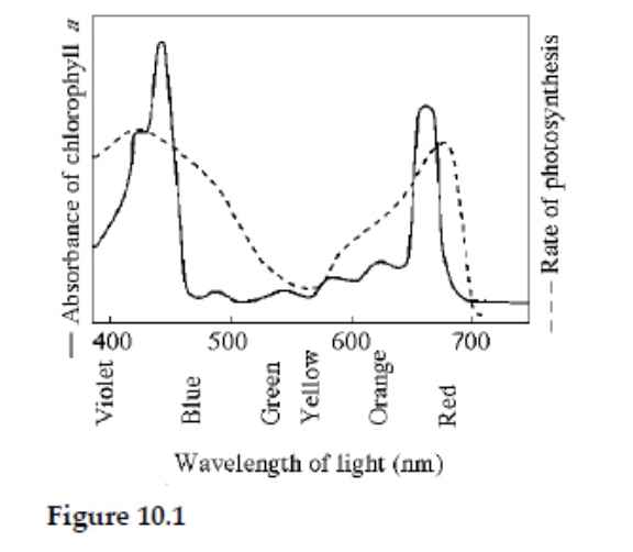 <p><span>Figure 10.1 shows the absorption spectrum for chlorophyll </span><em>a </em><span>and the action spectrum for photosynthesis. Why are they different?</span></p>