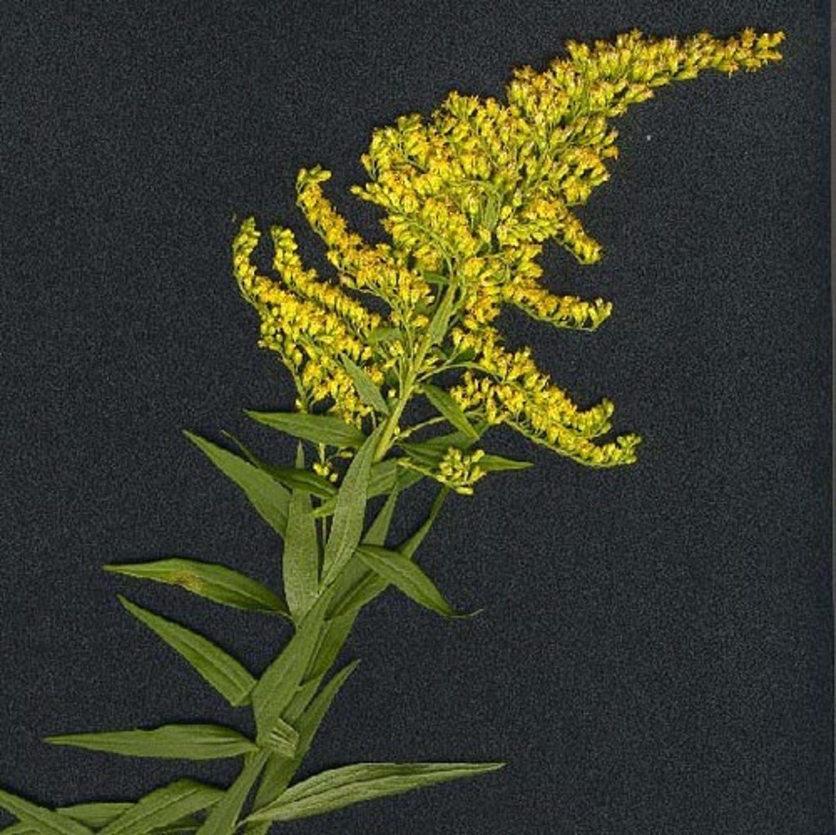 <p>Solidago hybrid cv.</p>