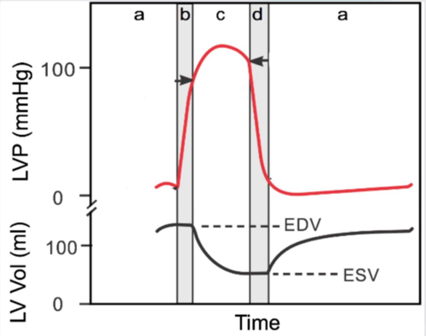 <p>a: diastole- passive ventricular filling, followed by atrial contraction </p><p>b: onset of systole- isovolumetric contraction (all valves are closed, heart is squeezing) </p><p>c: systole- ventricular contraction (blood ejection) </p><p>d: diastole- isovolumetric relaxation (all valves are closed) </p>