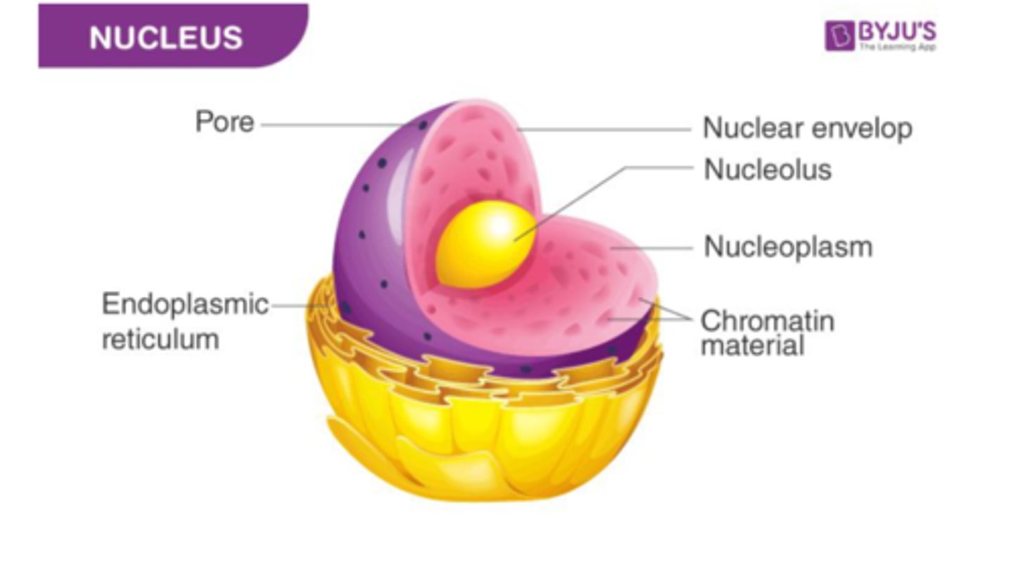 <p>Structure</p><p>Inside the nucleus</p><p>Function</p><p>Makes rRNA, which makes up ribosomes</p><p>Without nucleolus, no ribosomes => no proteins</p>