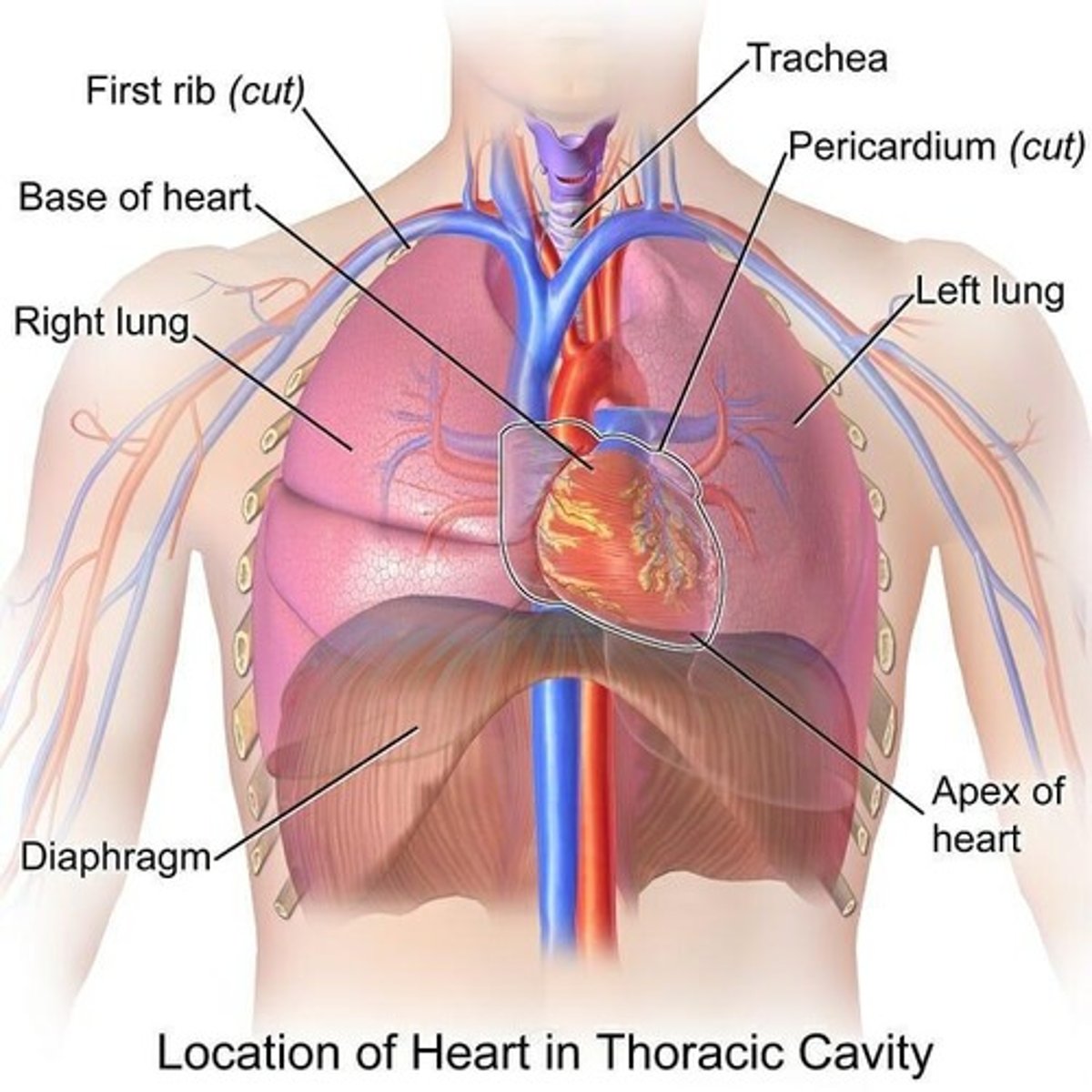 <p>The membrane that surrounds the heart.</p>