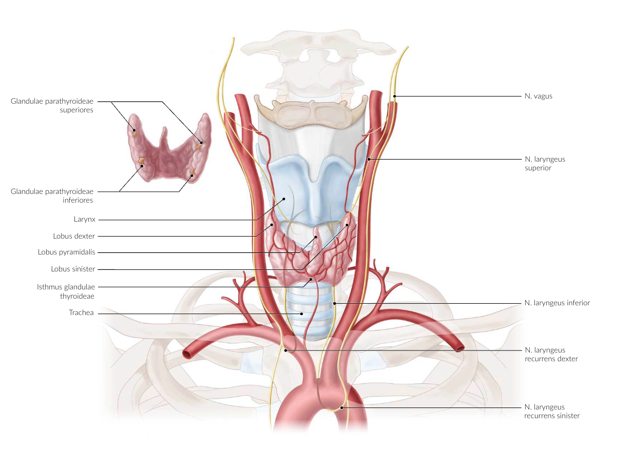 <p>B. Left recurrent laryngeal nerve (N. laryngeus recurrens sinister)</p>