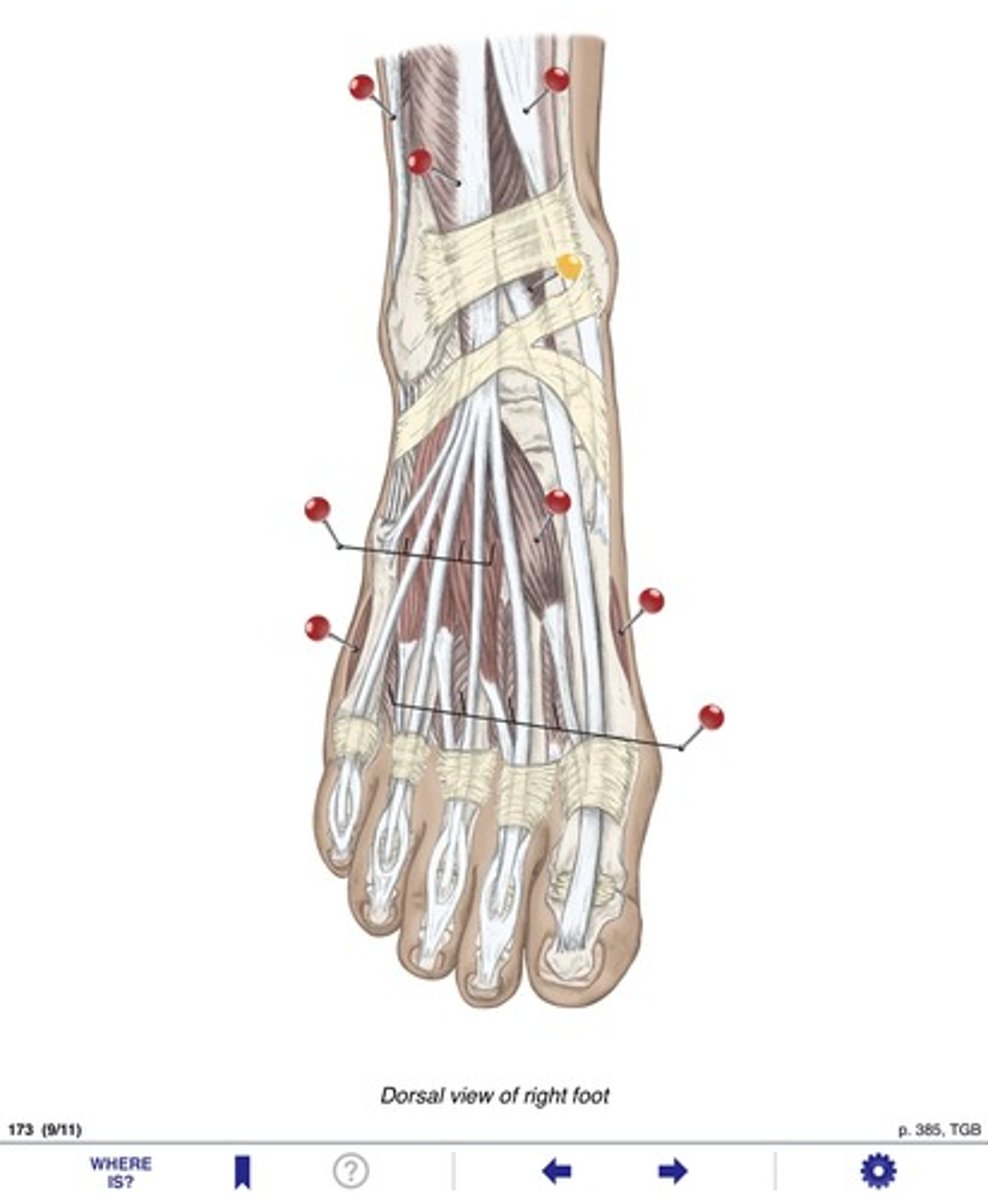 <p>Name the muscles at the yellow pin</p>