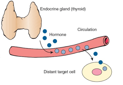 1. Endocrine Glands secrete hormones into the interstitial fluid where they diffuse into the blood. 
2. The hormones circulate to target cells in other glands or tissues. 
3. After acting on the receptors on or in the target cells, the hormones are metabolized or inactivated by the target tissues or the liver and excreted by the kidneys to prevent excessive amounts from accumulating in the body. 