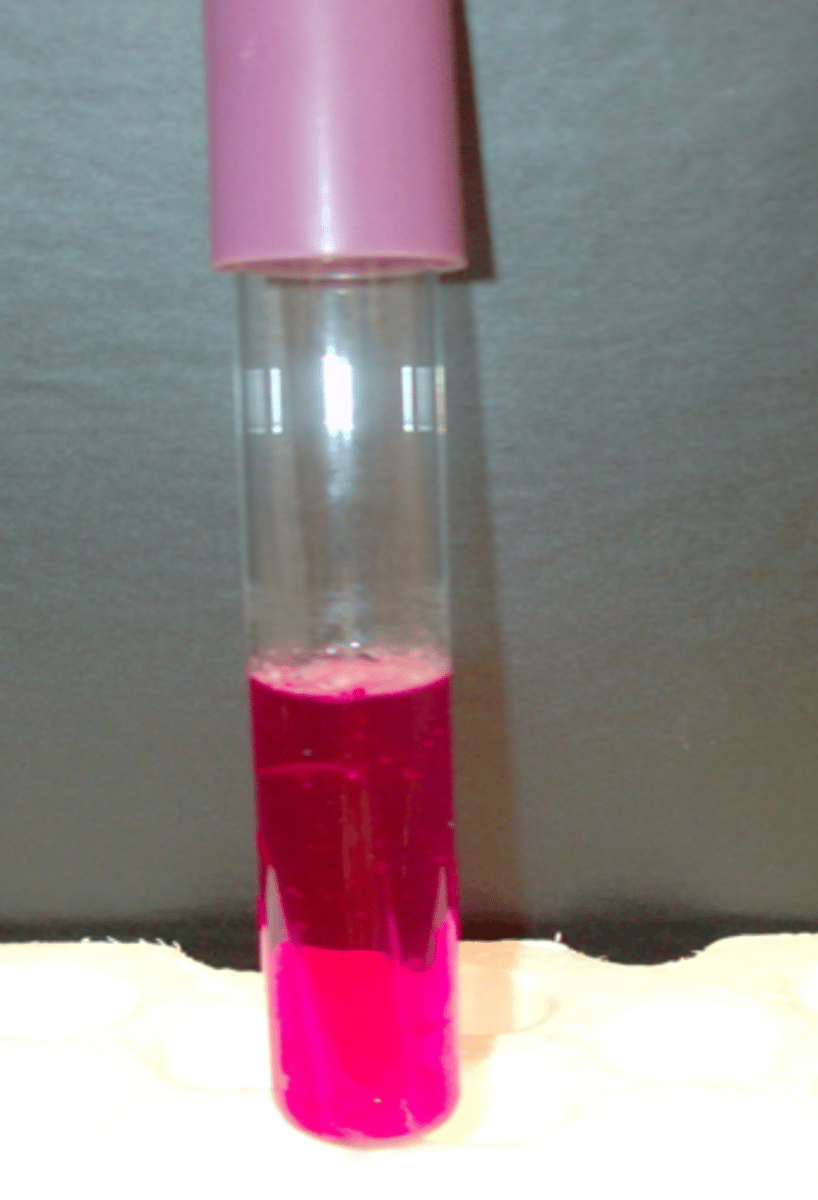 <p>- negative acid (pink)</p><p>- negative gas (no bubble)</p>