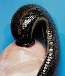 <p>Clade Sedentaria;</p><p>mostly freshwater</p><p>some suck blood from animals</p><p>predators that feed on other invertebrates</p><p>Hirudin</p>