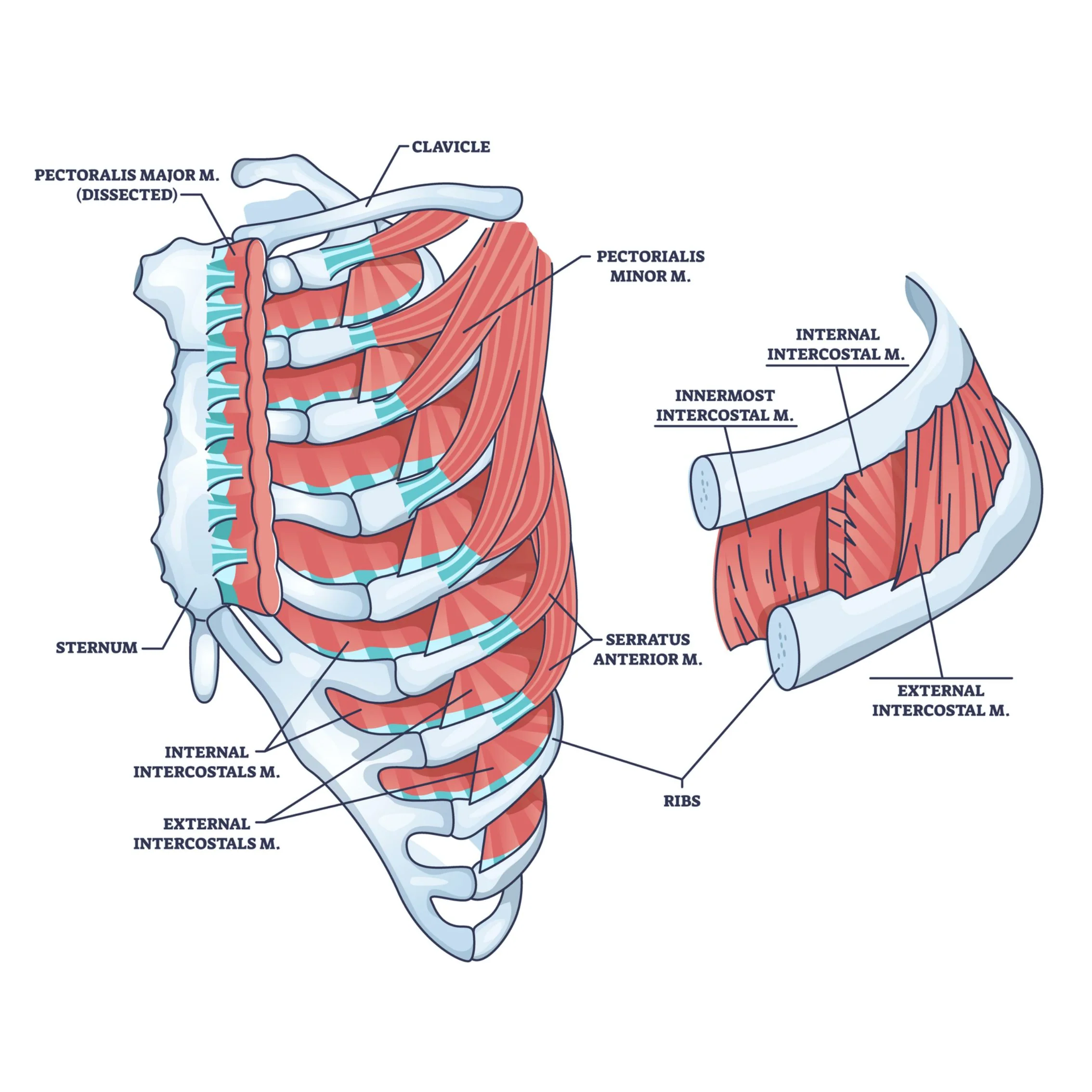 <p>Elevation</p><ul><li><p>Serratus Posterior Superior</p></li><li><p>Scalenes (ribs 1 and 2)</p></li><li><p>external intercostalis (inspriaition)</p></li></ul><p>Depression</p><ul><li><p>Serratus Posterior Inferior</p></li><li><p>internal intercostal (expiration)</p></li></ul><p></p>