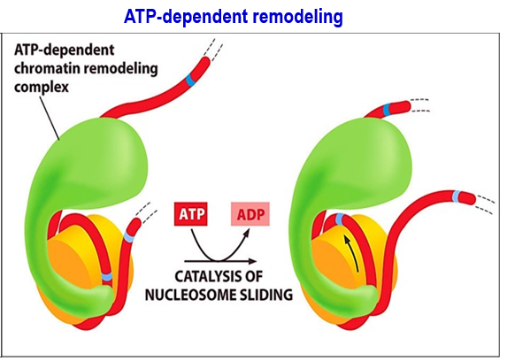 <p><strong>ATP-dependent remodeling: </strong>ATP-dependent chromatin remodeling complex directly targets nucleosome next to the gene where a TF needs to bind → catalysis of nucleosome sliding using ATP energy → leads to shifting of DNA on nucleosome, exposing the binding sites. </p>