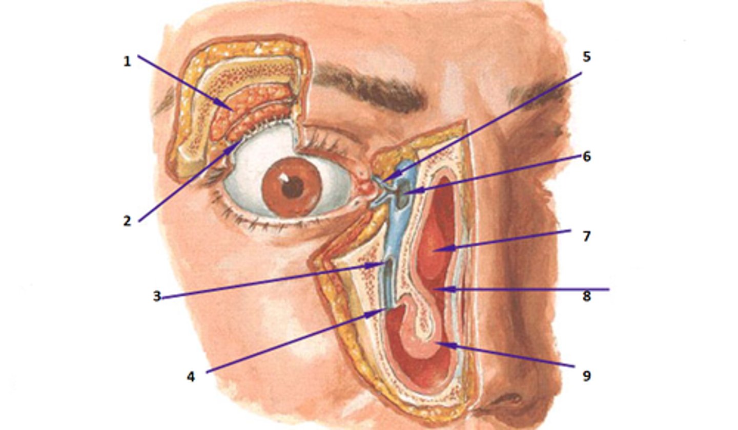 <p>6</p>