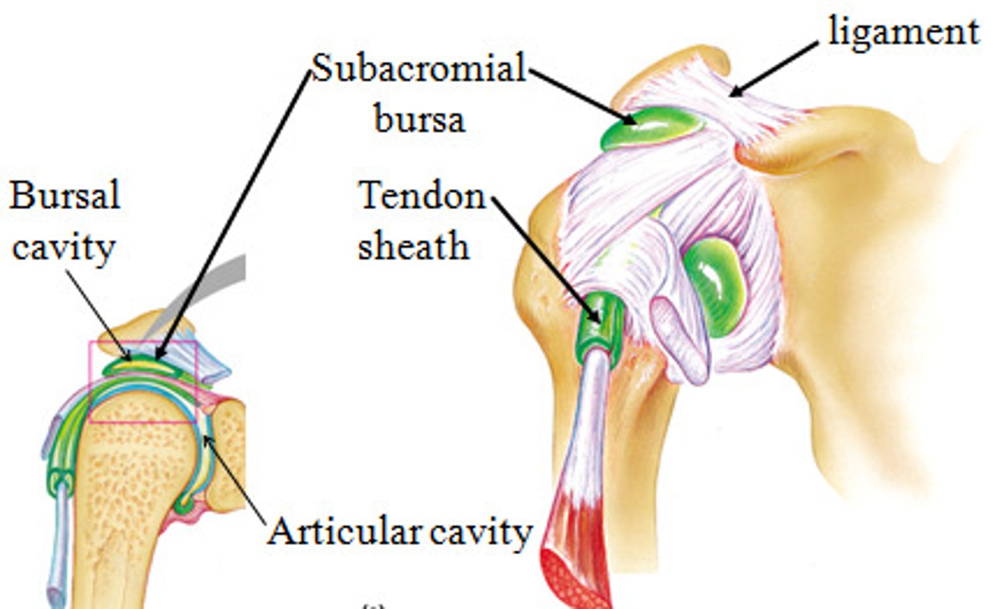 <p>elongated bursa that wraps around a tendon</p>