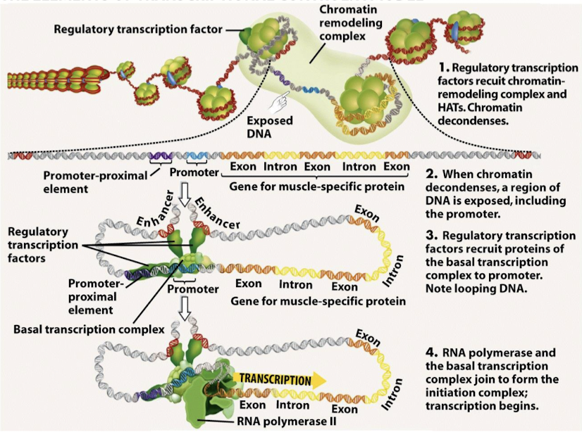 <ol><li><p>DNA methylation of cytosine bases adjacent to guanine nucleotides (CpG) — CpG islands. This decreases the expression of genes (silencing).</p></li><li><p>Chromatin-remodeling complexes bind directly to DNA sites and reposition nucleosomes (acetylation and deacetylation).</p></li></ol><p></p>
