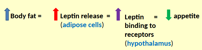 <ul><li><p>ob gene required to produce satiety factor</p></li><li><p>the gene encodes for a hormone, <strong>leptin</strong></p></li></ul><p></p>