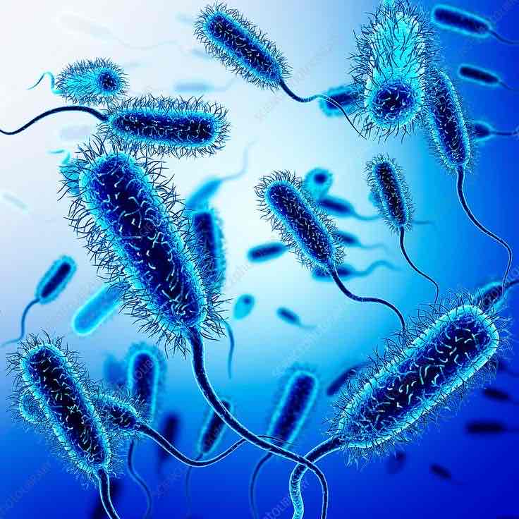 <p>Bacteria</p>