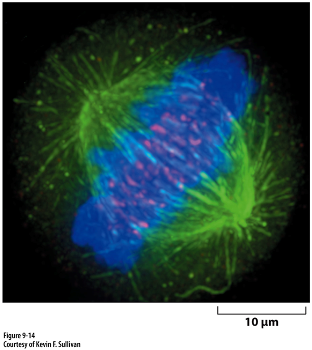 <p>Combined fluorescence image of all that </p>