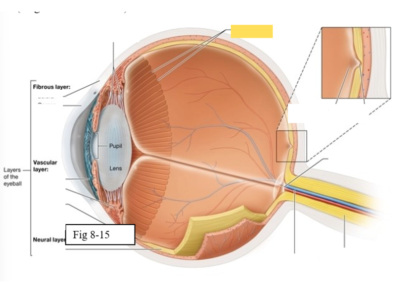 <p><span style="background-color: transparent; font-family: &quot;Times New Roman&quot;, serif;"><span>serrated boundary between the retina and the ciliary body</span></span></p>