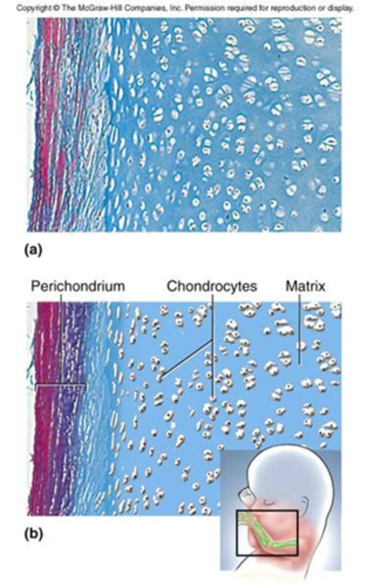 <p>Made up mainly of collagen fibers.</p><p>Grossly, it appears bluish white.</p><p>Found at the end of long bones, tip of the nose, larynx, trachea, bronchi and in the embryonic skeleton.</p>
