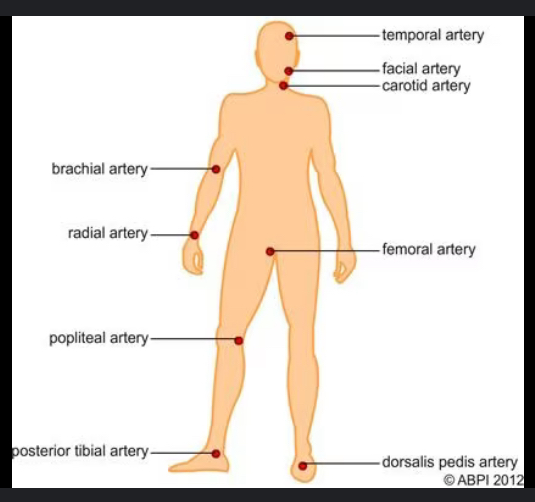 <p>Brachial, Radial, Posterior tibial, Temporal, Carotid, Apical, Femoral, Popliteal, Dorsalis pedis</p>