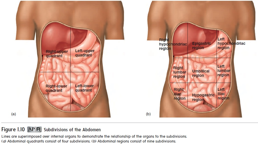 <ol><li><p>Right Hypochondriac Region</p></li><li><p>Epigastric Region</p></li><li><p>Left Hypochondriac Region</p></li><li><p>Right Lumbar Region</p></li><li><p>Umbilical Region</p></li><li><p>Left Lumbar Region</p></li><li><p>Right Iliac Region</p></li><li><p>Hypogastric Region</p></li><li><p>Left Iliac Region</p></li></ol>