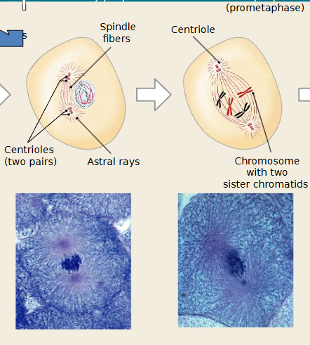 <p>Which mitosis stage is occurring</p>
