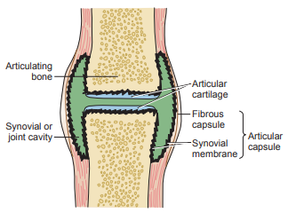 Figure 1: Diagram of a synovial joint