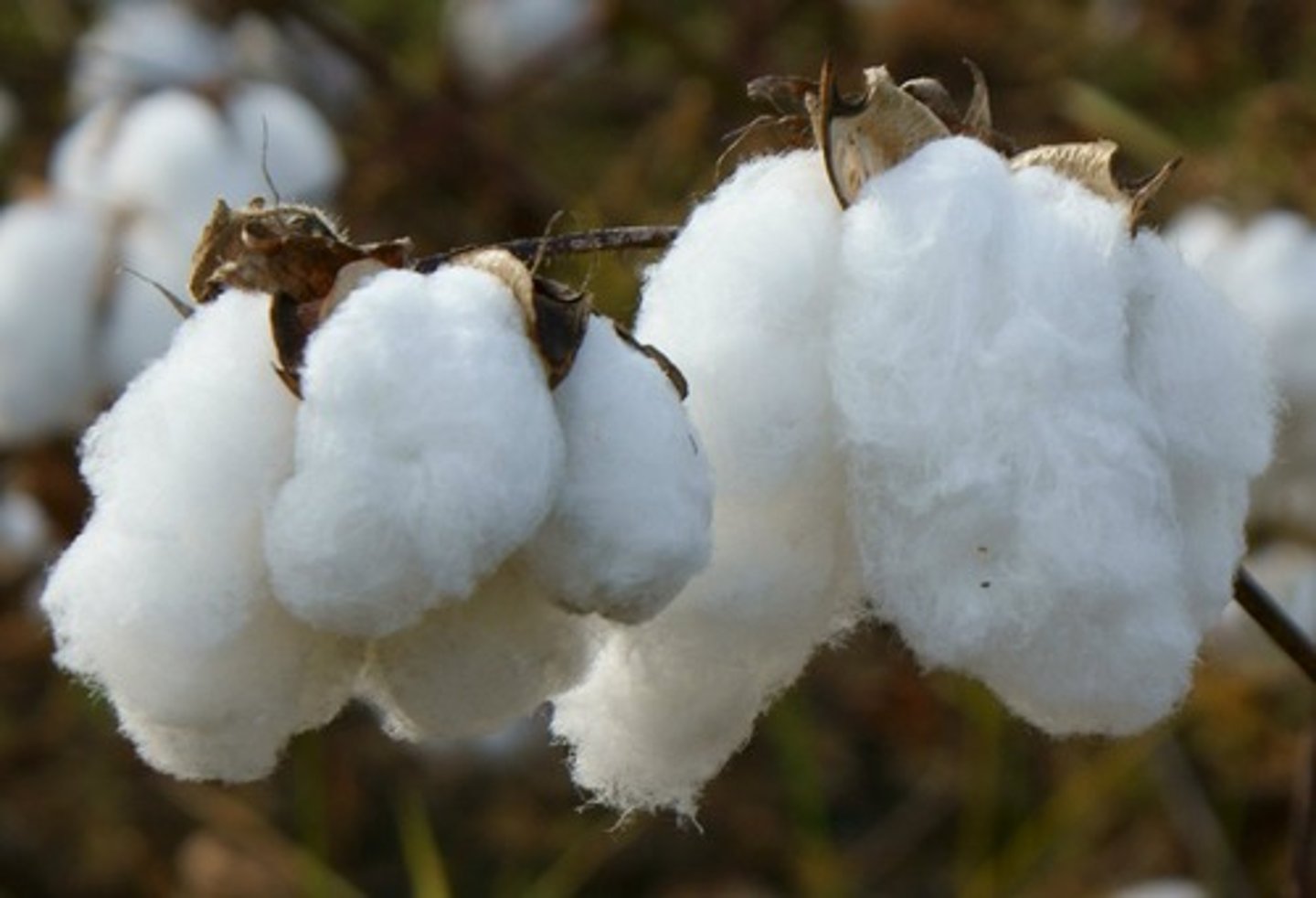 <p>Expression used to describe the importance of cotton on the American economy in the period before the Civil War</p>
