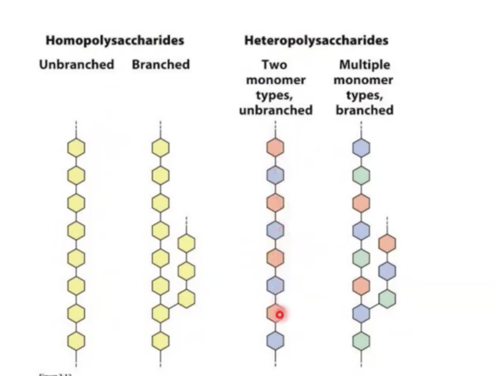 <p>homo: same sugar repeating</p><p>hetero: different sugars repeating</p>