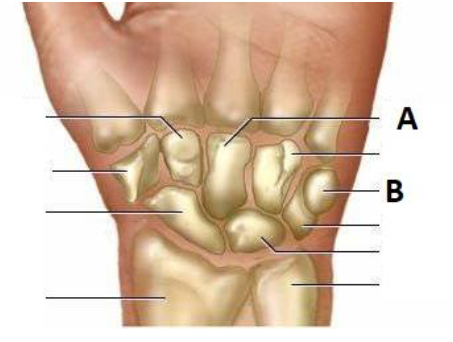 <p>A os capitatum B os pisiforme</p>