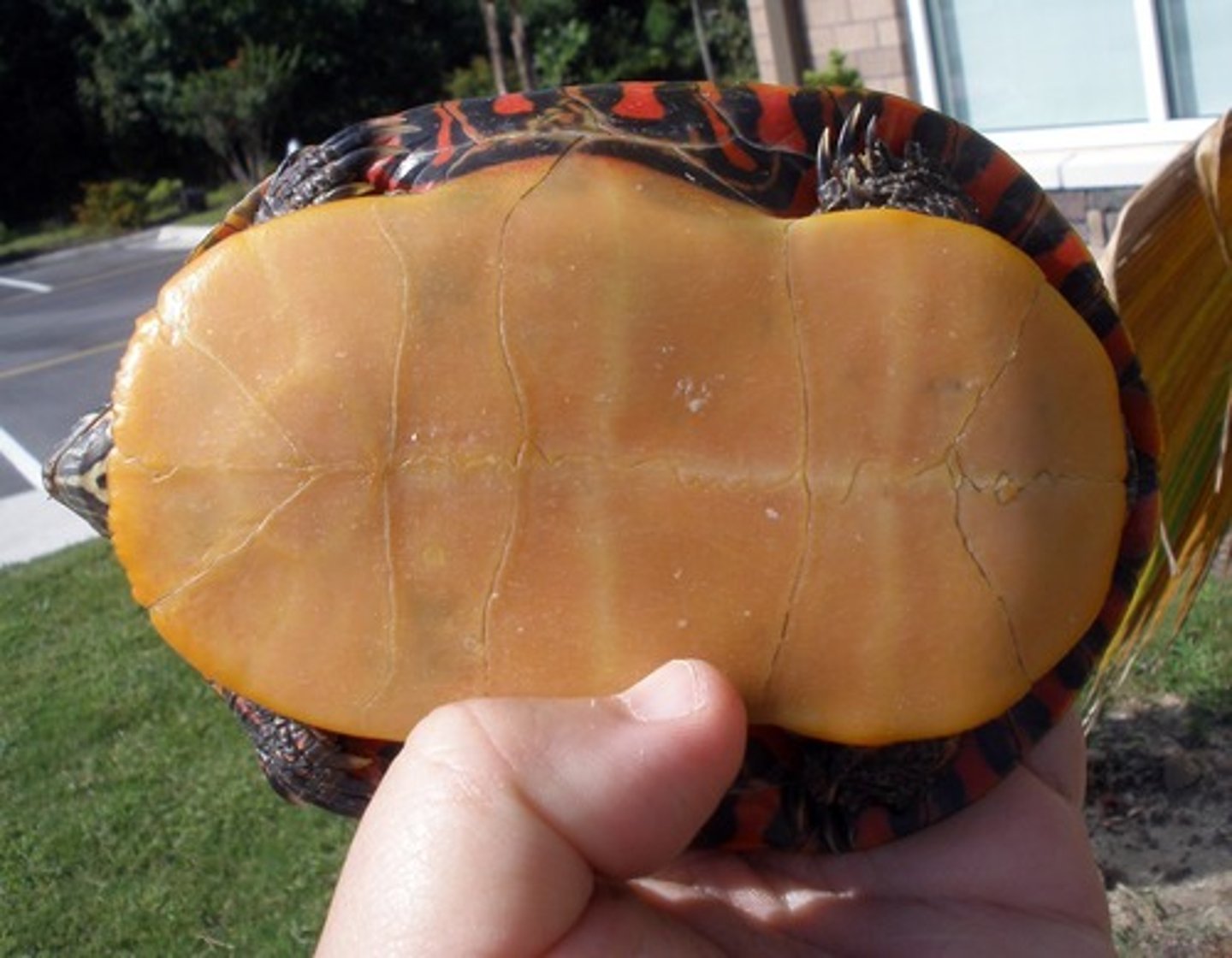 <p>Ventral plate on turtle</p>