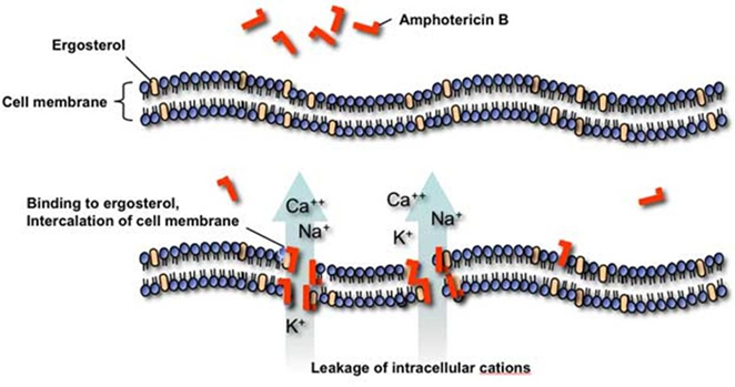 <p>Polyene macrolides bind to <strong>ergosterol</strong> in fungal membranes, forming <strong>pores</strong> that cause ion leakage. </p><p>Amphotericin B is effective but can cause <strong>cellular toxicity</strong>, especially <strong>nephrotoxicity</strong>, because it may also affect sterols in human cells.</p>
