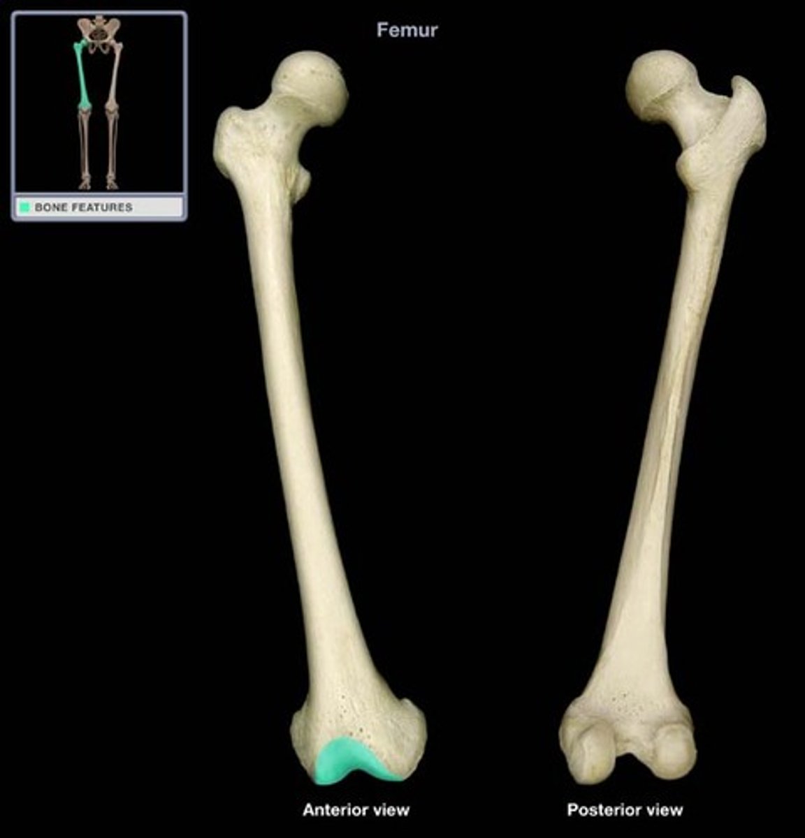 <p>- smooth distal anterior surface between the condyles</p><p>- articulates with the patella</p><p>- surrounded by cartilage to reduce friction between the bones</p>
