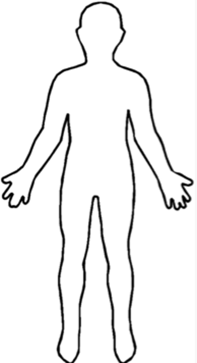 <p>cơ thể</p>