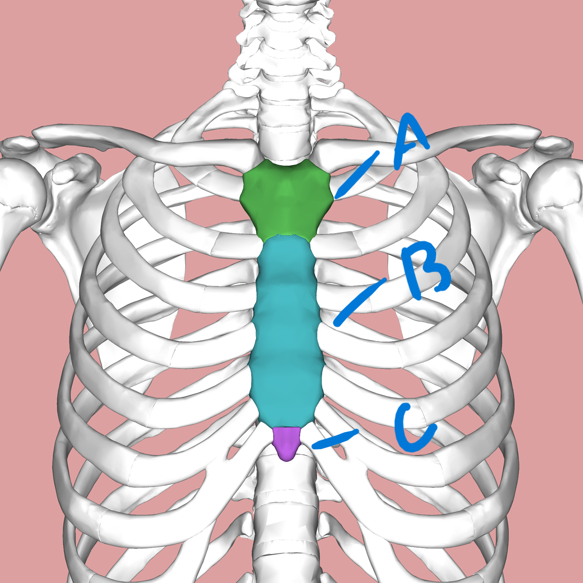 <p>B</p>
