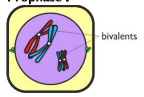<p>Chromosomes <strong>condense</strong> &amp; homologous chromosomes join together to form<strong> bivalents </strong></p>